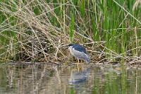 Nycticorax nycticorax (NItticora)4